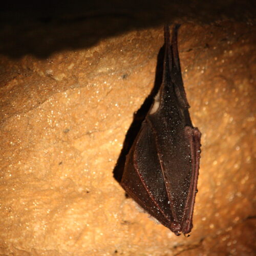 Mali potkovicar_R. hipposideros