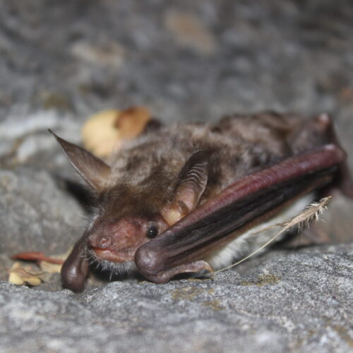 Myotis blythii