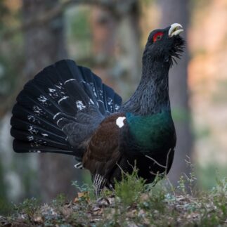 Tetrijeb The Western Capercaillie Tetrao urogallus also known as the Wood Grouse Heather Cock or just Capercaillie in the forest is showing off during their lekking season They are in the typical habitat